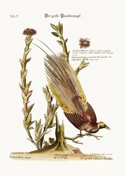 Il grande Uccello del Paradiso, 1749-73